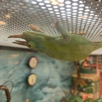 Petco - This poor chameleon was bred by a breeding mill, probably "Reptiles By Mack" and will suffer in captivity for Petco's profit. - Pet Stores Near Me - San Francisco, California Petco - This poor chameleon was bred by a breeding mill, probably "Reptiles By Mack" and will suffer in captivity for Petco's profit. - Pet Stores Near Me - San Francisco, California