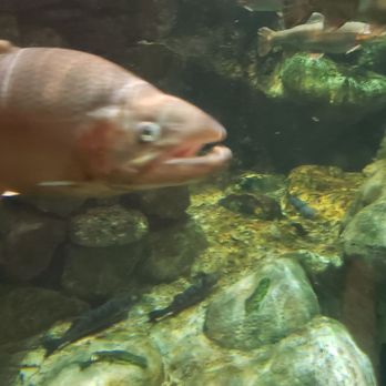 Bass Pro Shops - Boating Near Me - Springfield, Missouri