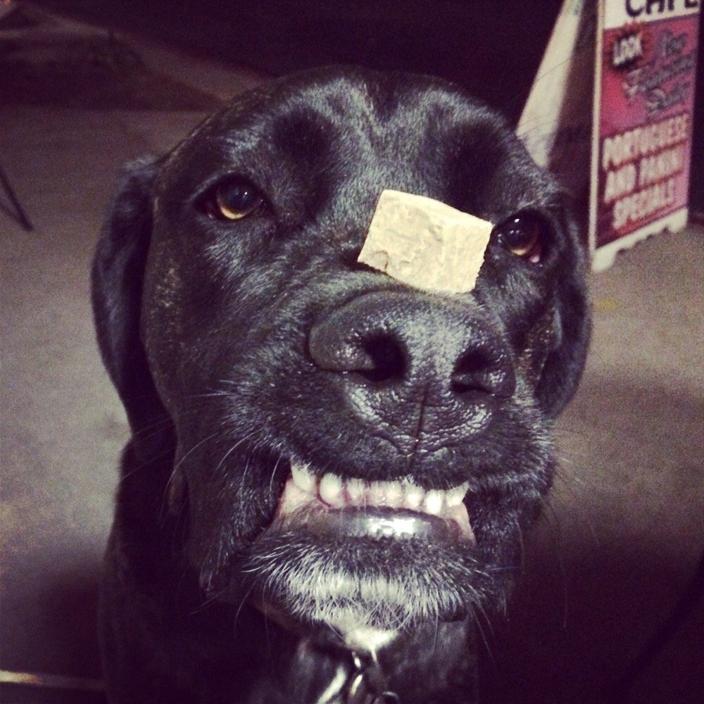 PetSmart - Balancing a treat which petsmart taught him. - Pet Stores Near Me - Rancho Cucamonga, California PetSmart - Balancing a treat which petsmart taught him. - Pet Stores Near Me - Rancho Cucamonga, California