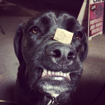 PetSmart - Balancing a treat which petsmart taught him. - Pet Stores Near Me - Rancho Cucamonga, California PetSmart - Balancing a treat which petsmart taught him. - Pet Stores Near Me - Rancho Cucamonga, California