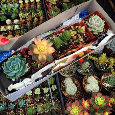 Galleria @ Tyler Farmers Market by null