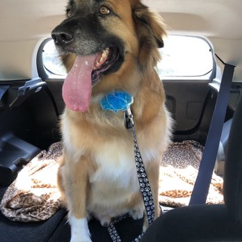 Pampered Pooch Spa & Bowtique - Pet Groomers Near Me - Murrieta, California