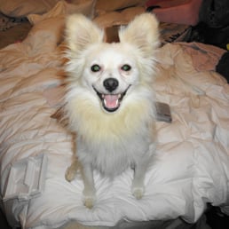 My American Eskimo before. My American Eskimo before.