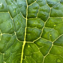 A close-up of Swiss chard.