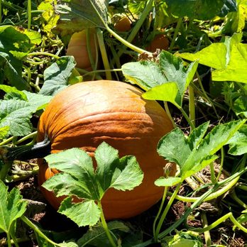 Schaefer Farms - a pumpkin growing in the garden - Farmers Market Near Me - Flemington, New Jersey Schaefer Farms - a pumpkin growing in the garden - Farmers Market Near Me - Flemington, New Jersey