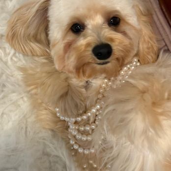 Barkers Lane - Pet Groomers Near Me - Davie, Florida