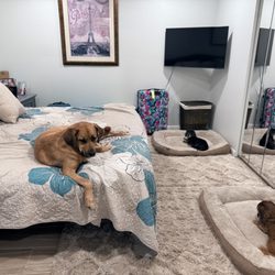 Doggie Do's Grooming Salon