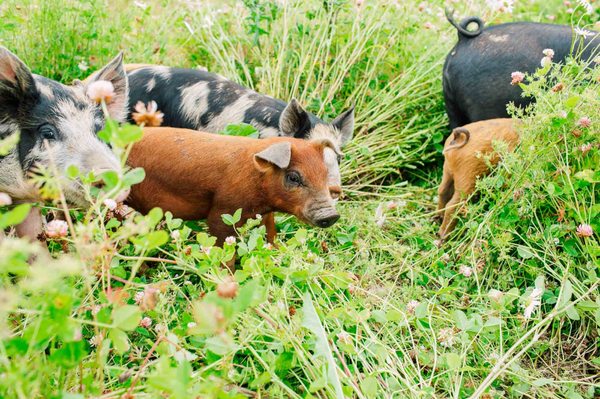 Alluvial Farms by null