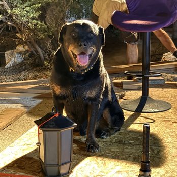 Rotten Rottie Rescue - Bronson from Rotten Rottie Rescue - Community Service/Non-Profit Near Me - Gilbert, Arizona Rotten Rottie Rescue - Bronson from Rotten Rottie Rescue - Community Service/Non-Profit Near Me - Gilbert, Arizona