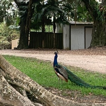 Flamingo Gardens - Peacocks everywhere! - Botanical Gardens Near Me - Davie, Florida Flamingo Gardens - Peacocks everywhere! - Botanical Gardens Near Me - Davie, Florida