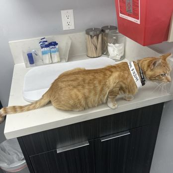 AM PM Ideal Pet Care - Mango at the vet - Veterinarians Near Me - Norwalk, California