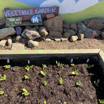 Flowercraft Garden Center - newly planted lettuce and bokchoy from the bargain bin! - Nurseries & Gardening Near Me - San Francisco, California