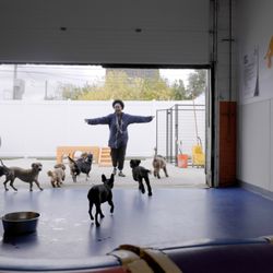 Canine to Five