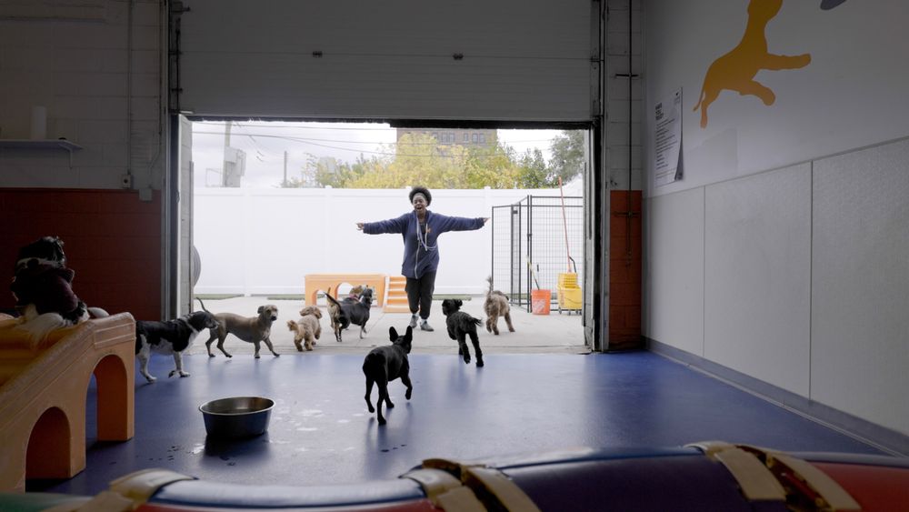 Canine to Five - pet boarding facility in Detroit, MI