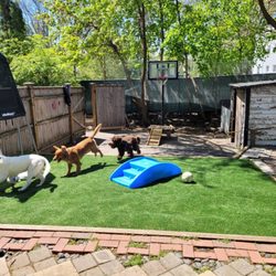 The Whispering Wolf - Large outdoor play yards.