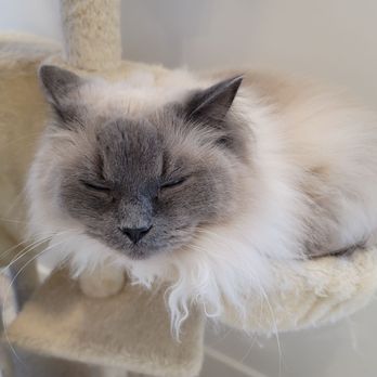 Petpls - Pet Stores Near Me - Richmond, British Columbia Petpls - Pet Stores Near Me - Richmond, British Columbia