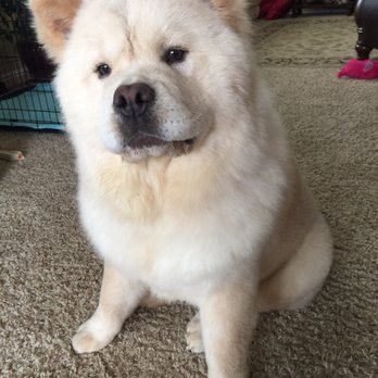 JK Grooming - I love how Kerry cuts Fiona's little mane. He always thoroughly cleans and brushes her. We have one happy puppy here! - Pet Groomers Near Me - Denver, Colorado