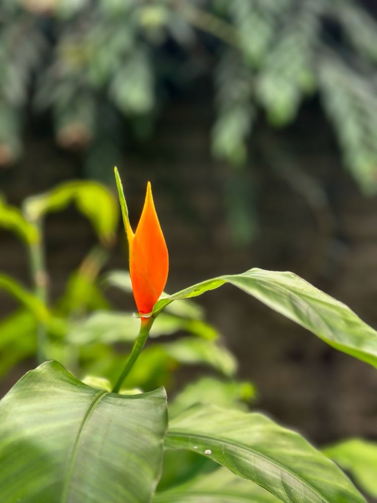 Los Angeles County Arboretum and Botanic Garden