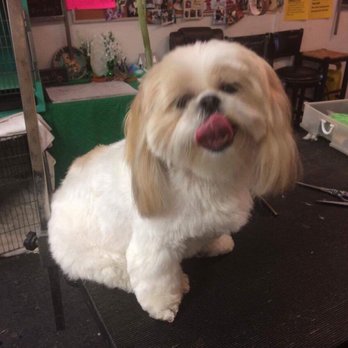 Critter Cuts Dog Grooming - Pet Groomers Near Me - Merced, California Critter Cuts Dog Grooming - Pet Groomers Near Me - Merced, California