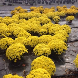 Lancaster Farms - Mums