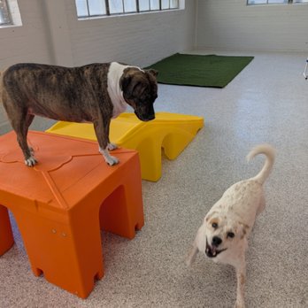 The Dog Stop - Bucktown-Chicago - Pet Boarding Near Me - Chicago, Illinois The Dog Stop - Bucktown-Chicago - Pet Boarding Near Me - Chicago, Illinois