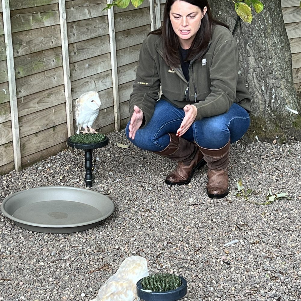 Dalhousie Falconry - Learning about these cute little beauties. - Archery Near Me - Edinburgh, MLN