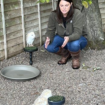 Dalhousie Falconry - Learning about these cute little beauties. - Archery Near Me - Edinburgh, MLN