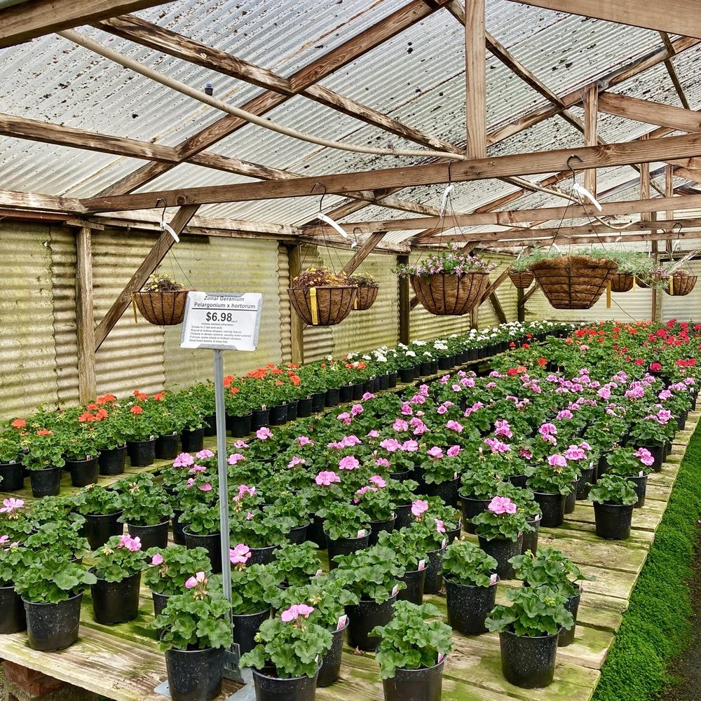 Half Moon Bay Nursery - Hanging baskets and geraniums galore! - Nurseries & Gardening Near Me - Half Moon Bay, California