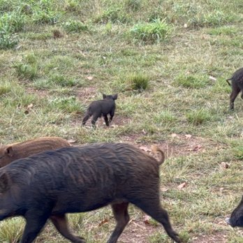 Kauai Safaris - Some of the animals you will get to see during your safari. - Tours Near Me - Lihue, Hawaii Kauai Safaris - Some of the animals you will get to see during your safari. - Tours Near Me - Lihue, Hawaii