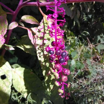 Pleasant Run Trail - Hot pink nature - Parks Near Me - Indianapolis, Indiana