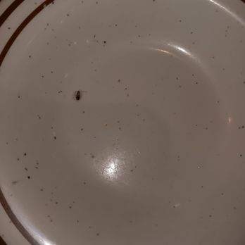 City Buffet - Found roach on my plate This is unacceptable. This is so unprofessional. And honestly I would never eat here ever again. - Sushi Bars Near Me - Seffner, Florida