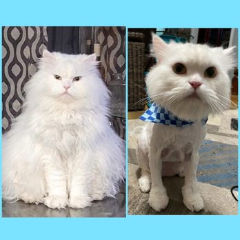If It's Tails Pet Grooming - Pet Sitting Near Me - Soddy Daisy, Tennessee If It's Tails Pet Grooming - Pet Sitting Near Me - Soddy Daisy, Tennessee