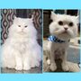 Photo of If It's Tails Pet Grooming