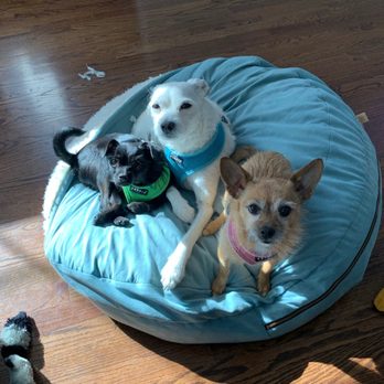 MAR - Mercer Animal Rescue - Pet Adoption Near Me MAR - Mercer Animal Rescue - Pet Adoption Near Me