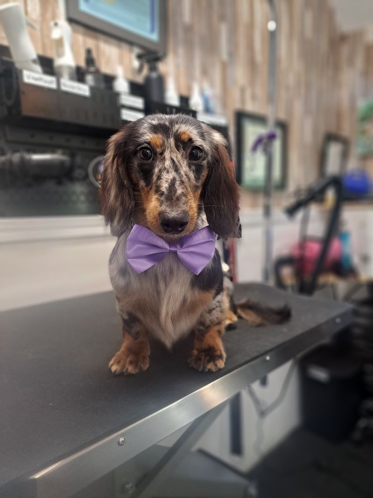 PET PEEVES COMPANION ANIMAL BEHAVIOR & GROOMING Updated October 2024