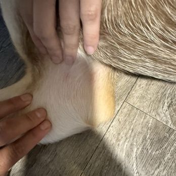 C U Pet Grooming - Scratches! - Pet Groomers Near Me - Anaheim, California C U Pet Grooming - Scratches! - Pet Groomers Near Me - Anaheim, California