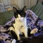 Photo of AM PM Spay & Neuter Clinic