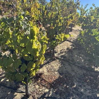 The New Inn - The Grapes! - Hotels Near Me - Temecula, California