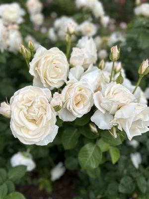 International Rose Test Garden by null