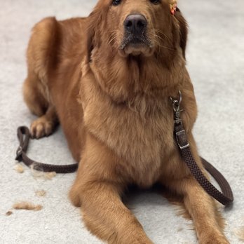 Red Carpet Dog Grooming - Pet Groomers Near Me - Oceanside, California Red Carpet Dog Grooming - Pet Groomers Near Me - Oceanside, California