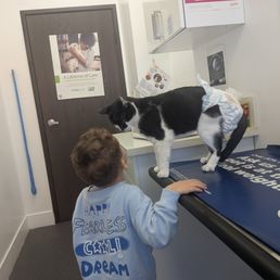 Diabetic kitty. Diabetic kitty.