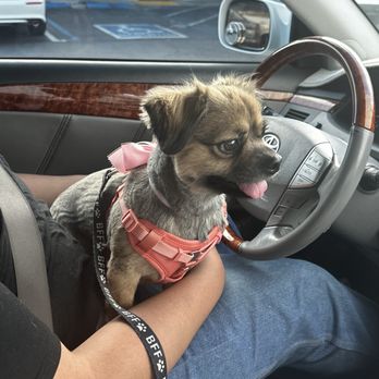 Happiness Grooming - Pet Groomers Near Me - Van Nuys, California