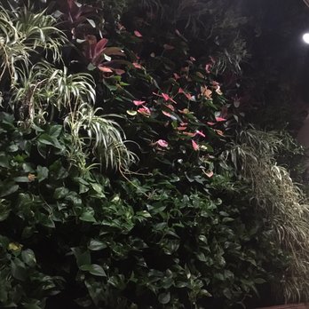 Herringbone Waikiki - Living wall - Seafood Near Me - Honolulu, Hawaii Herringbone Waikiki - Living wall - Seafood Near Me - Honolulu, Hawaii