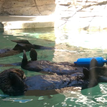 Seattle Aquarium - Straight chillin' - Aquariums Near Me - Seattle, Washington Seattle Aquarium - Straight chillin' - Aquariums Near Me - Seattle, Washington