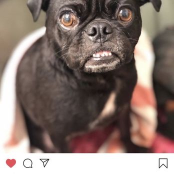 Wag Time Pets - Pet Sitting Near Me - Arlington, Texas Wag Time Pets - Pet Sitting Near Me - Arlington, Texas