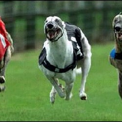 Crayford Dog Stadium