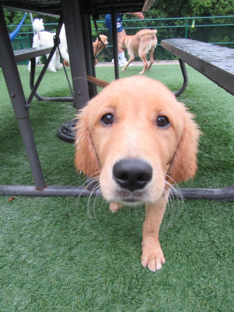 OVIEDO PET RESORT Updated September 2024 89 Photos & 11 Reviews