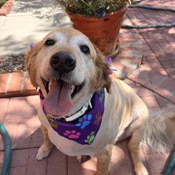 Fluff Pup Spa - Pet Groomers Near Me Fluff Pup Spa - Pet Groomers Near Me