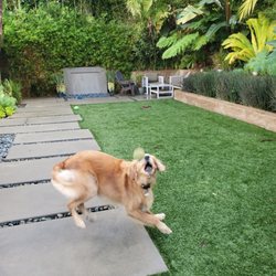 Marcia de Animal lover - This is Mac he loves tennis ball