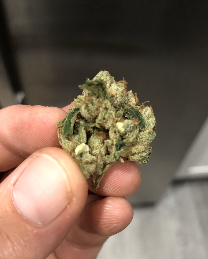 March and ash vista weed dispensary updated may 2024 355 photos